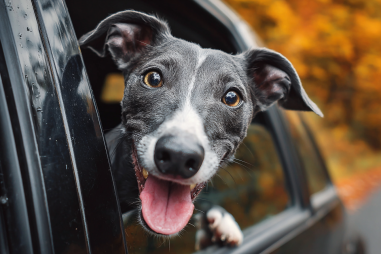 Italian Greyhound Travel Tips