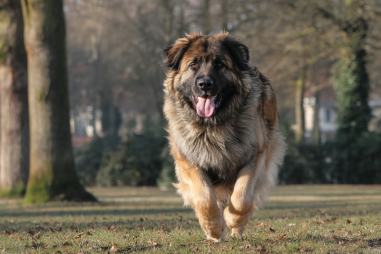 Leonberger Exercise Requirements