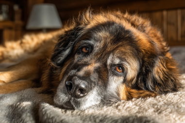 Leonberger Lifespan And Aging