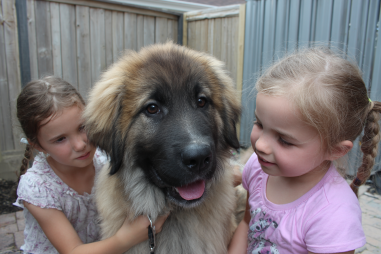 Leonberger Socialization Tips