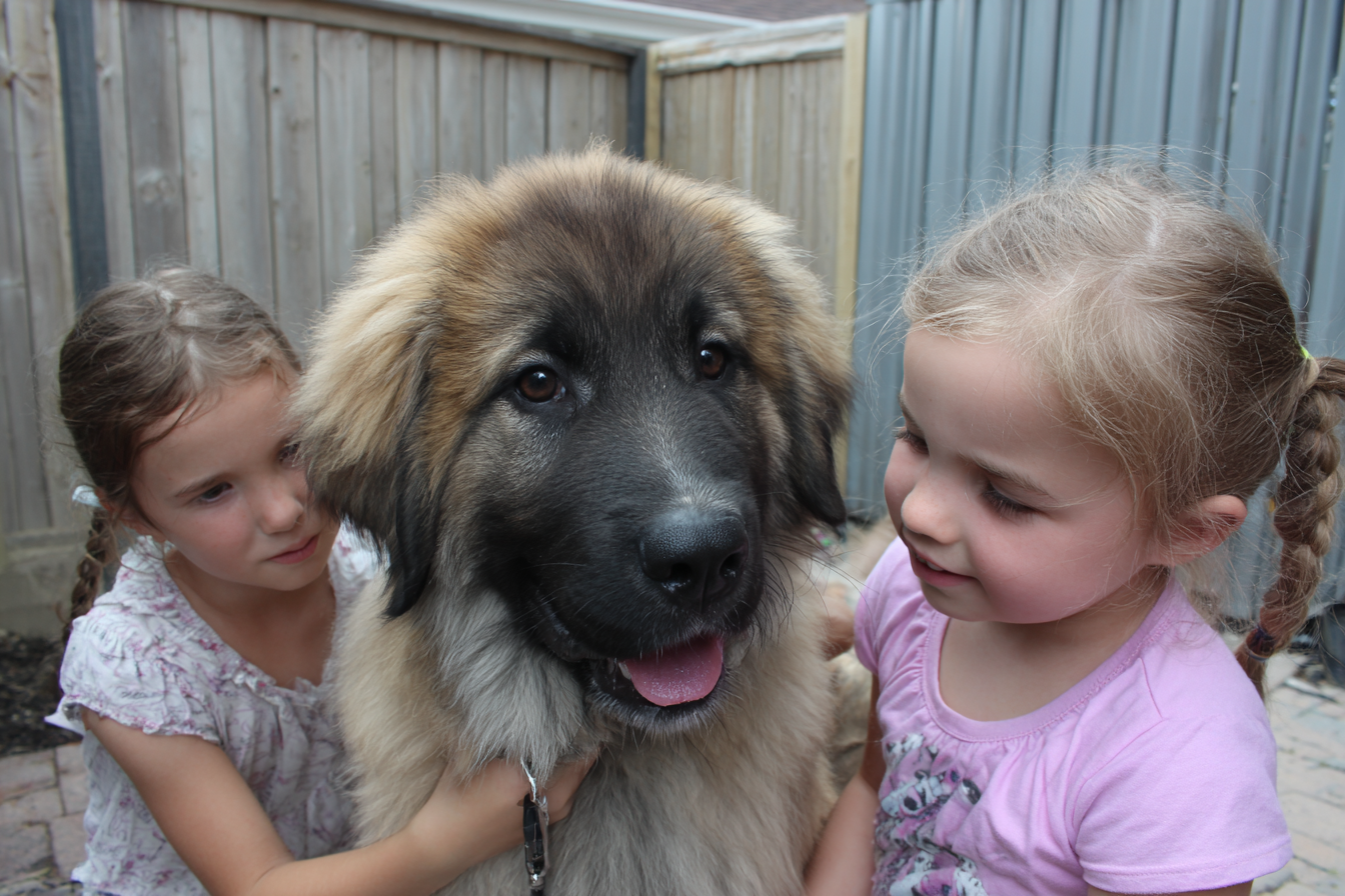 Leonberger Socialization Tips