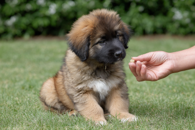Leonberger Training For Beginners