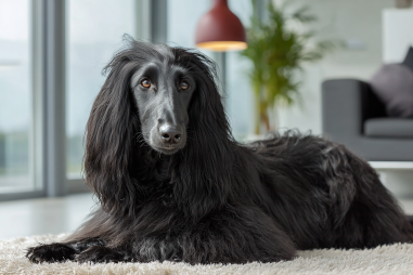 Afghan Hound Coat Care Essentials