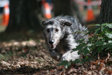 Afghan Hound Exercise And Mental Stimulation