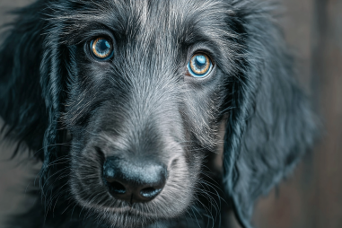 Afghan Hound Common Myths
