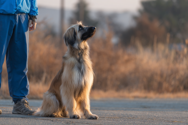 Afghan Hound Training Challenges