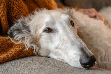Borzoi Temperament And Personality
