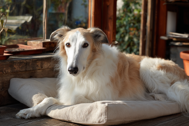 Borzoi Adult Dog Care