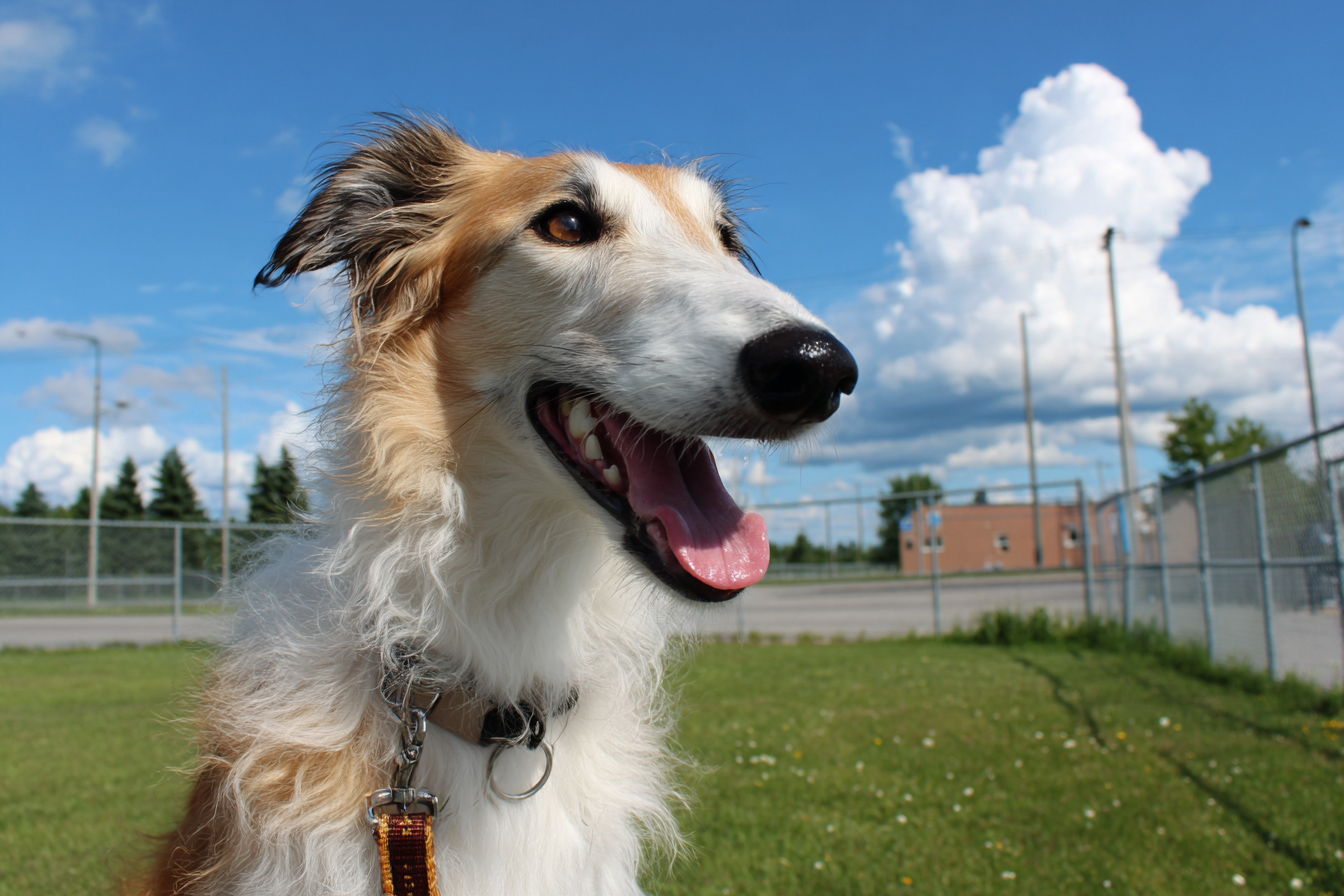Borzoi Exercise Safety