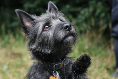 Cairn Terrier Training Techniques