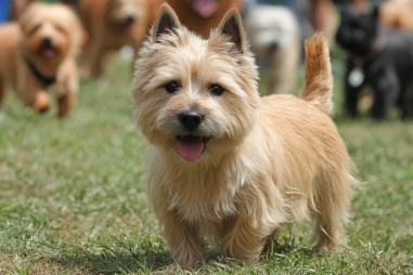 Cairn Terrier Socialization Tips