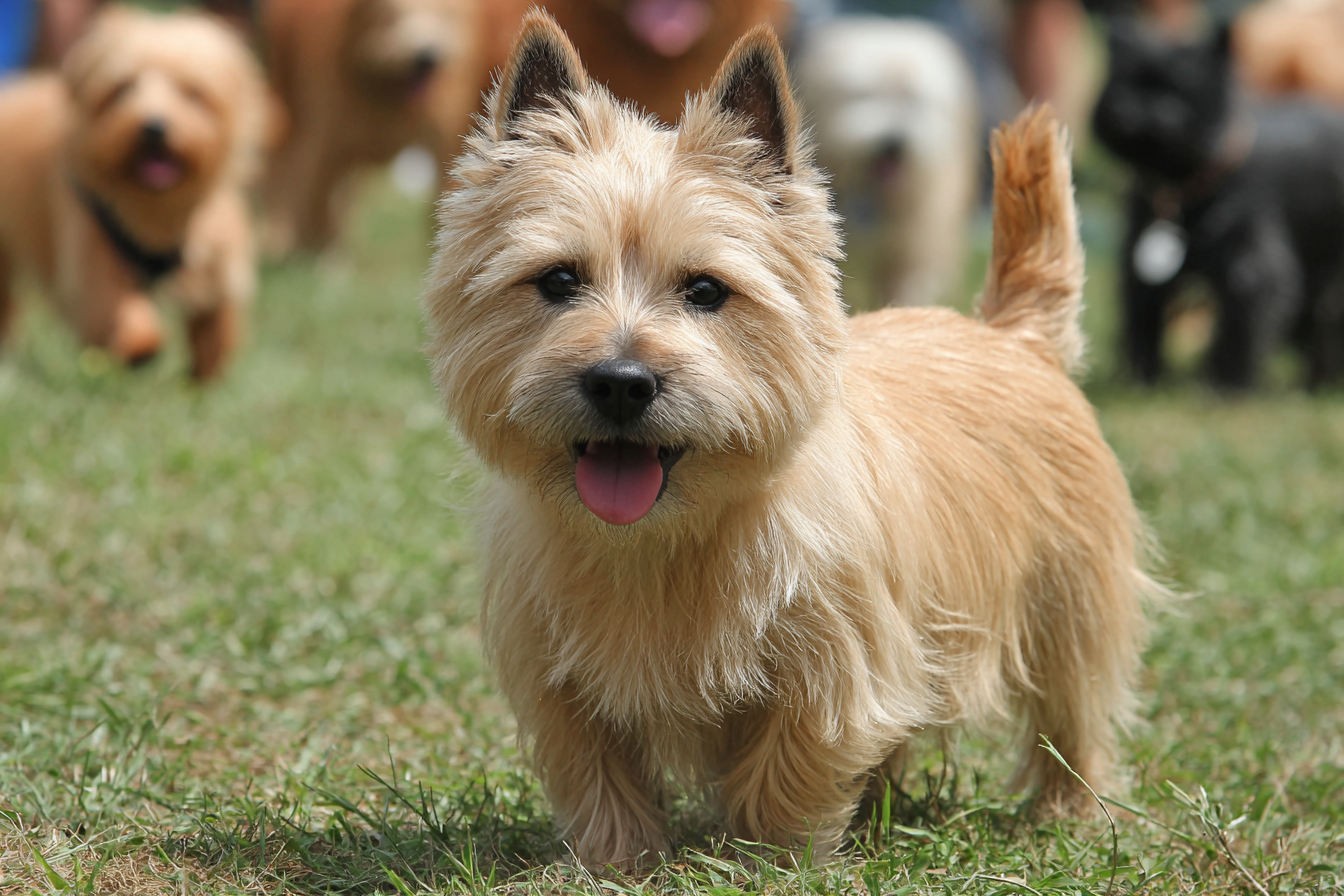 Cairn Terrier Socialization Tips