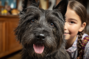 Cairn Terrier Adoption Advice