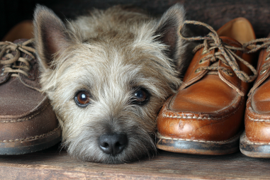 Cairn Terrier Behavior Problems