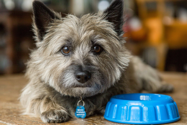 Cairn Terrier Feeding Schedule