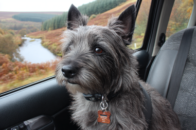 Cairn Terrier Travel Tips