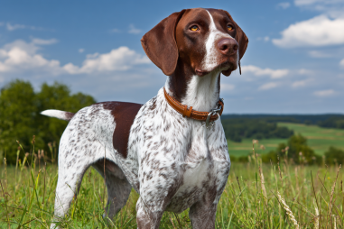 Pointer Dog Breed Characteristics