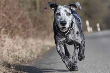Pointer Dog Health Issues