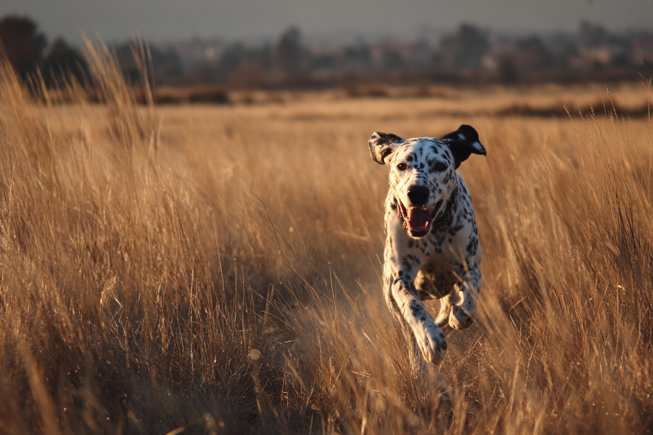 Pointer Dog Exercise Requirements