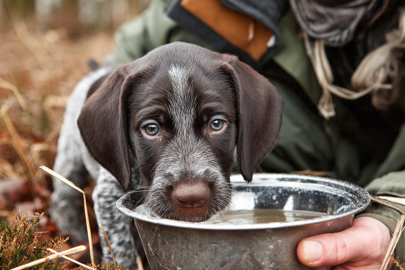 Pointer Dog Nutrition For Puppies