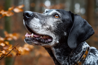 Pointer Dog Lifespan And Care