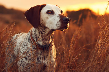 Pointer Dog Hunting Skills And Training