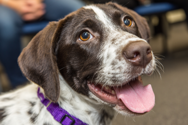 Pointer Dog Adoption Guide