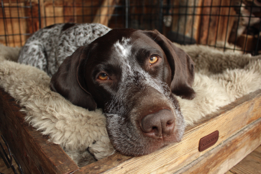Pointer Dog Crate Training Methods