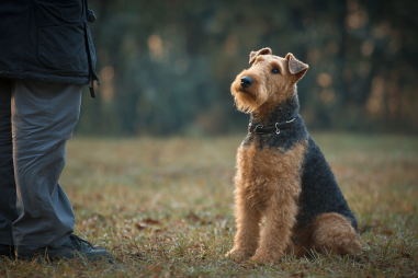 Airedale Terrier Training Guide