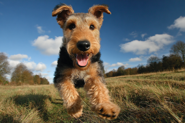 Airedale Terrier Health Concerns