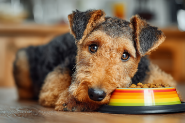 Airedale Terrier Diet And Nutrition