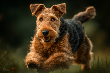 Airedale Terrier Exercise Requirements