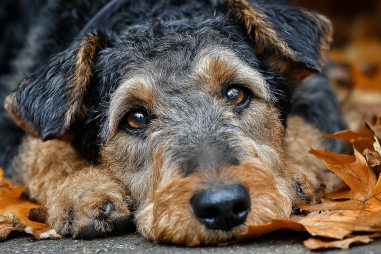 Airedale Terrier Lifespan And Aging