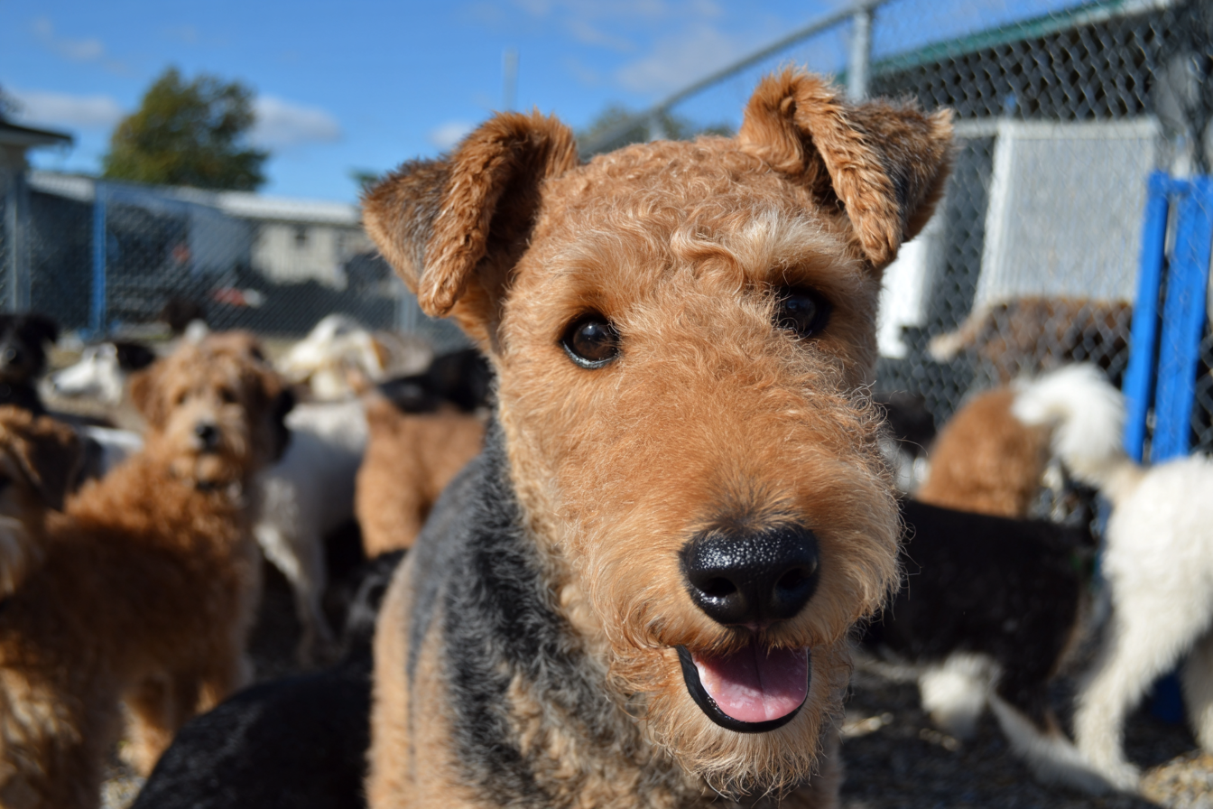 Airedale Terrier Socialization Tips