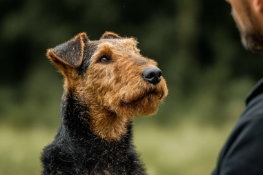Airedale Terrier Training Challenges