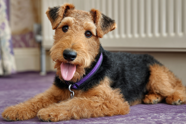 Airedale Terrier Living Environment