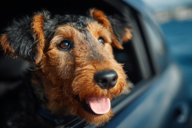 Airedale Terrier Travel Tips
