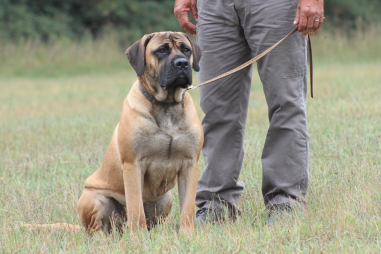 Boerboel Training Techniques