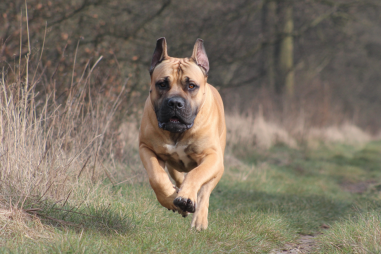 Boerboel Exercise Requirements
