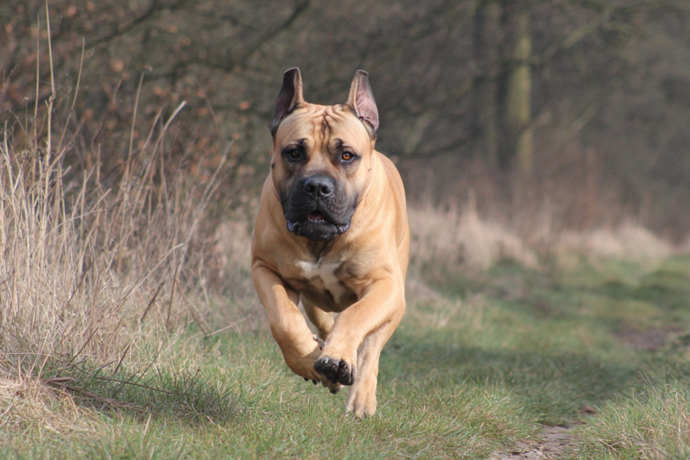 Boerboel Exercise Requirements