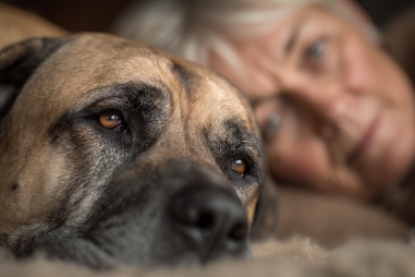 Boerboel Temperament And Personality