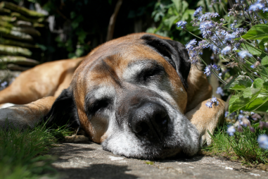 Boerboel Life Expectancy And Lifespan