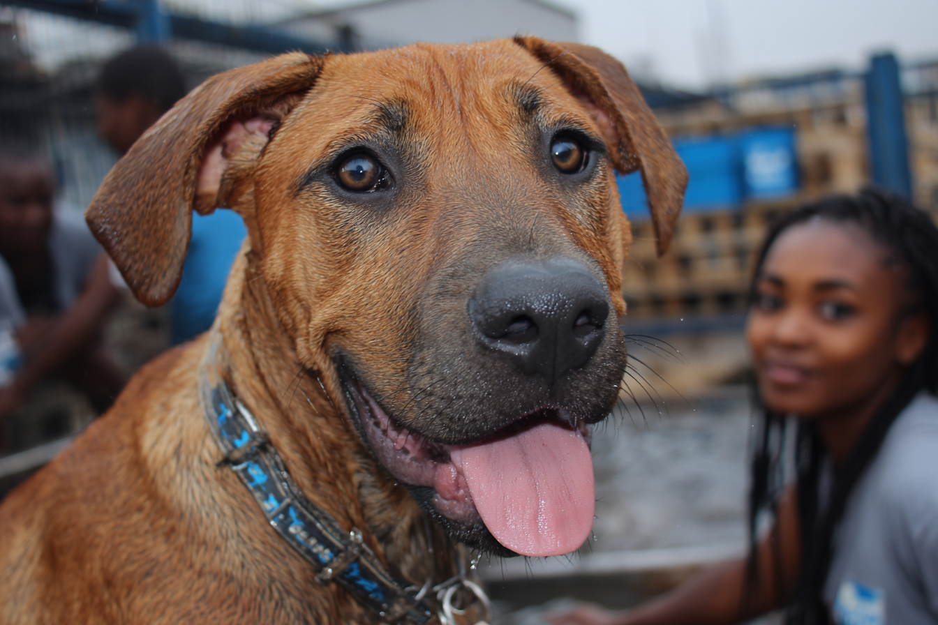 Boerboel Rescue Organizations