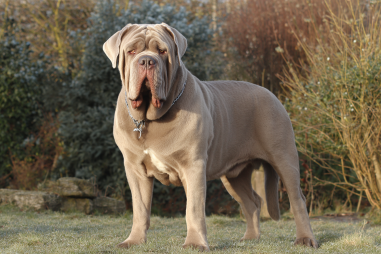Neapolitan Mastiff Breed Characteristics