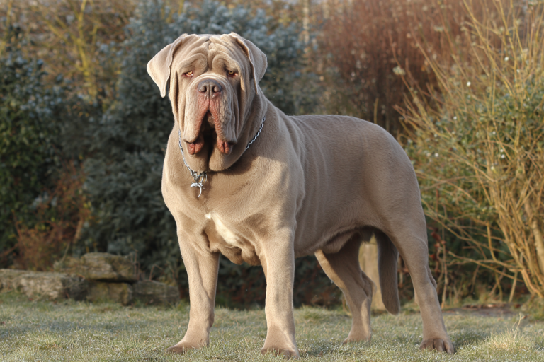 Understanding Neapolitan Mastiff Breed Characteristics