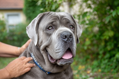 Neapolitan Mastiff Grooming Guide
