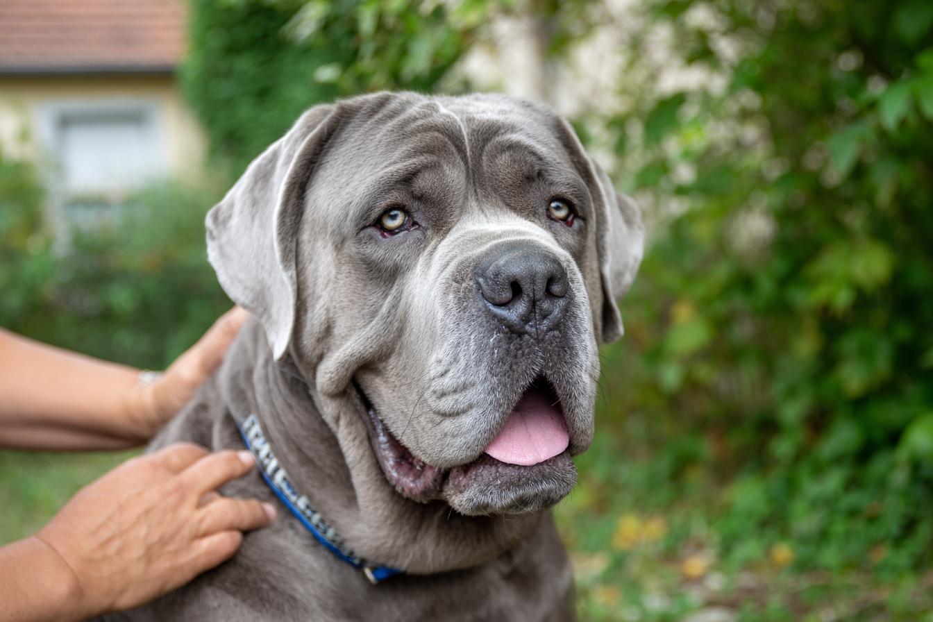 Neapolitan Mastiff Grooming Guide