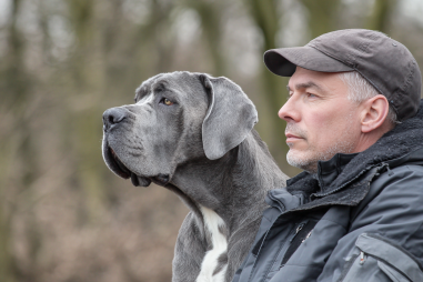 Neapolitan Mastiff Training Basics