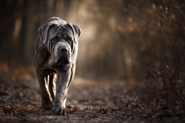 Neapolitan Mastiff Exercise Requirements