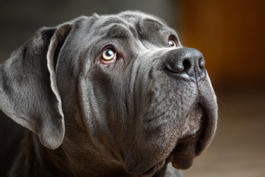 Neapolitan Mastiff Common Behavioral Issues
